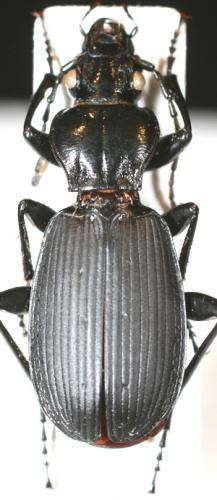 Pterostichus epiroticus