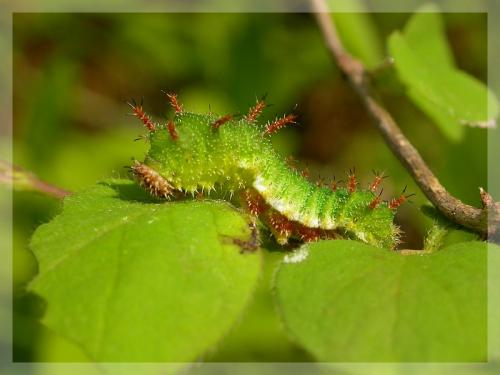 Limenitis camilla
