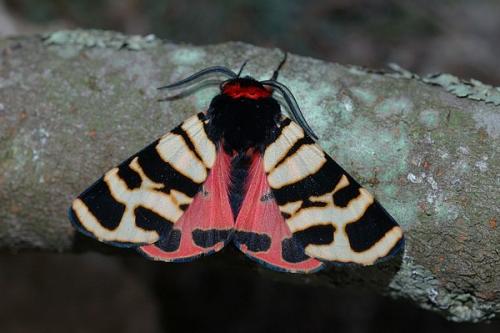 Arctia festiva