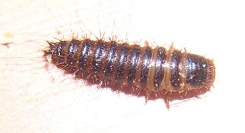 Réf. 7 590 : Dermestes sp.
