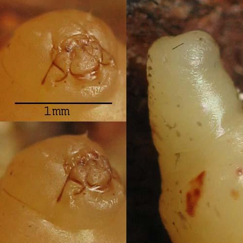 Réf. 7 026 : Xorides sp.