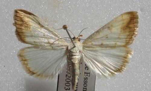 Réf. 7 167 : Evergestis extimalis