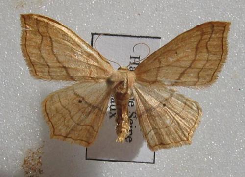 Réf. 7 168 : Scopula imitaria