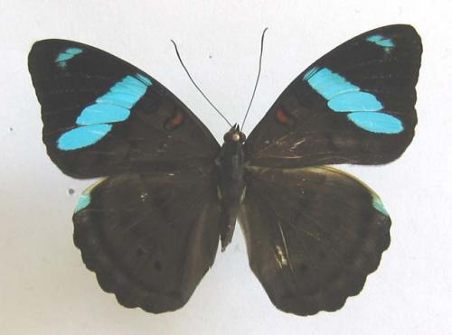 Réf. 7 702 : Nessaea batesii magniplaga