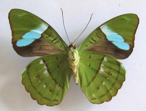 Réf. 7 703 : Nessaea batesii magniplaga