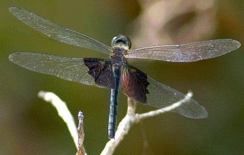 Rhyothemis semihyalina