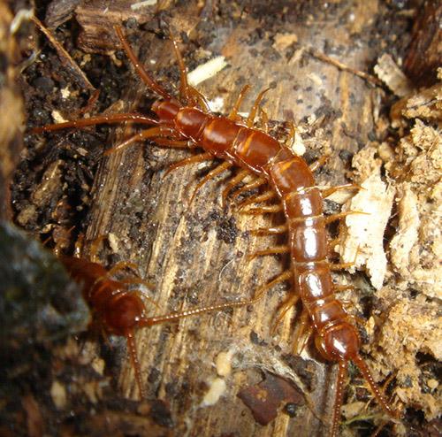 Lithobius sp.
