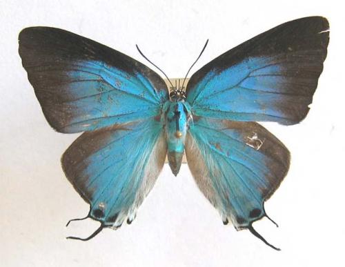 Pseudolycaena marsyas