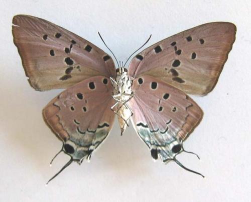 Réf. 7 627 : Pseudolycaena marsyas