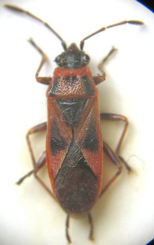 Arocatus roeselii
