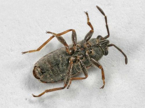 Réf. 7 651 : Lygaeosoma sardeum