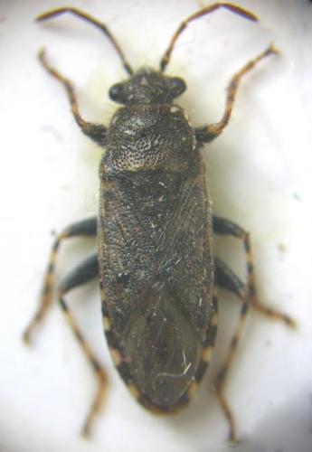 Heterogaster urticae