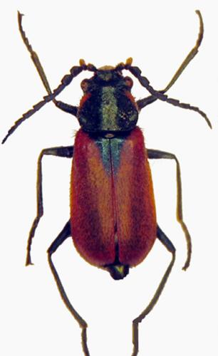 Malachius scutellaris