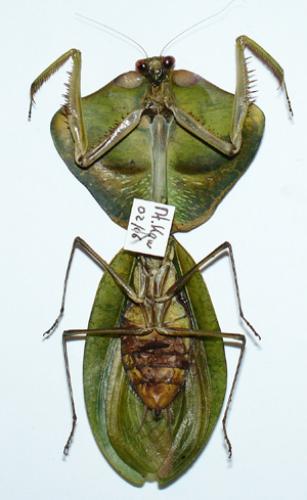 Choeradodis strumaria