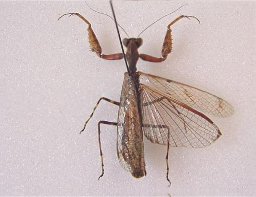Raptrix perspicua