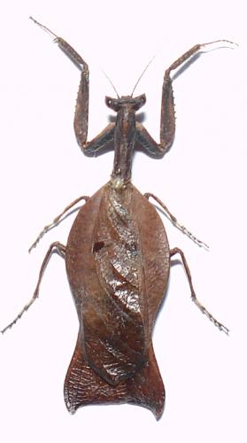 Réf. 7 354 : Beieracanthops amazonica
