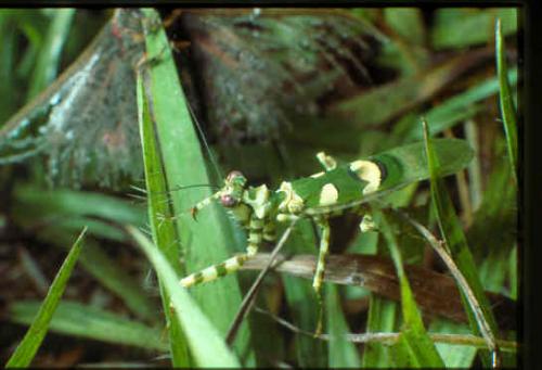 Réf. 7 608 : Chlidonoptera vexillum