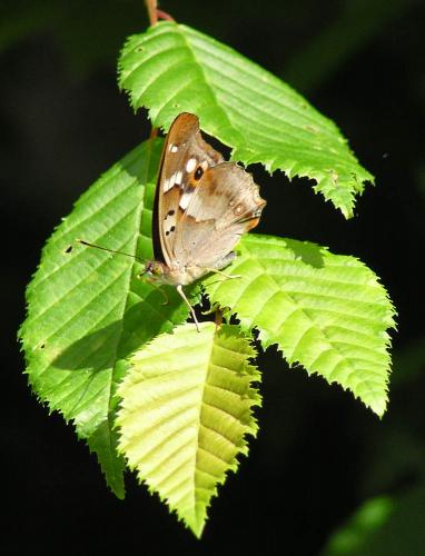Apatura ilia