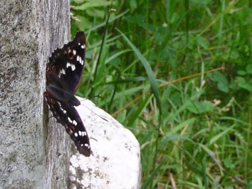 Apatura ilia