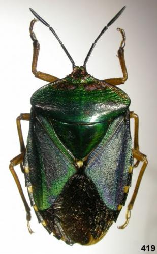 Mattiphus sp.