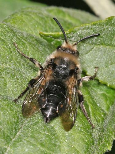 Réf. 7 800 : Melecta albifrons
