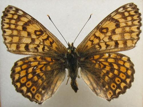 Melitaea cinxia