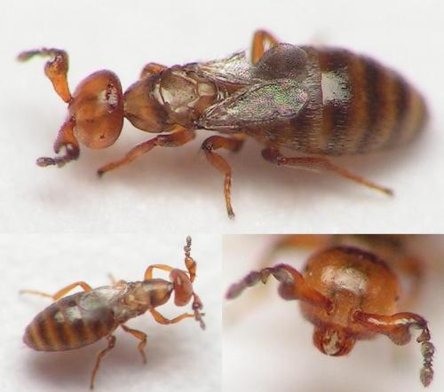 Melittobia acasta