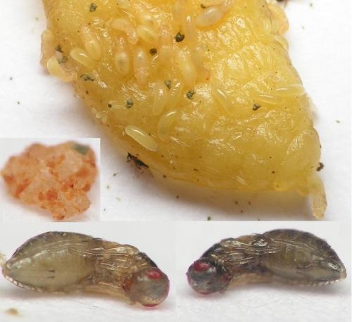 Melittobia acasta