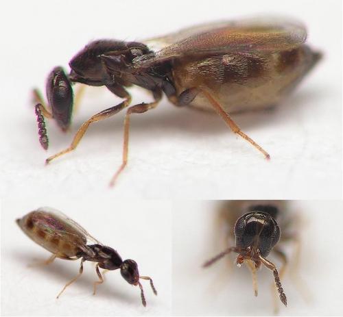 Melittobia acasta