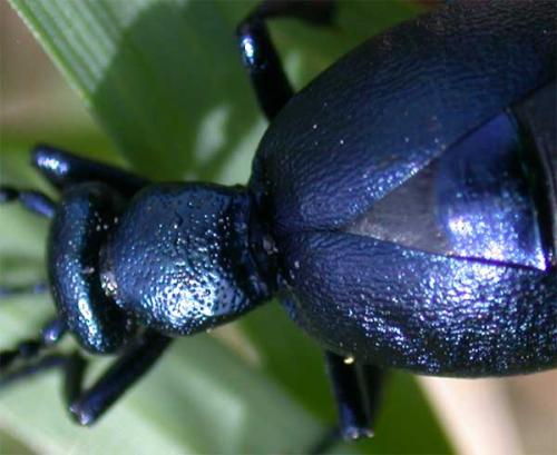 Meloe sp.