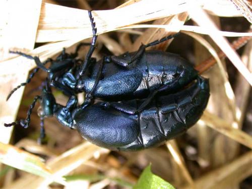 Meloe sp.