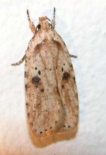 Agonopterix arenella