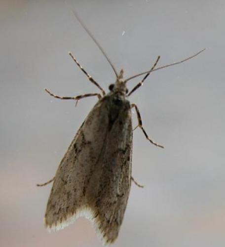 Diurnea fagella