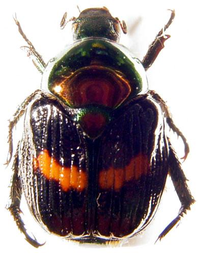 Popillia flavosellata