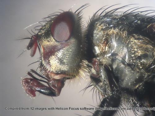 Pollenia sp.