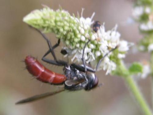 Cylindromyia bicolor
