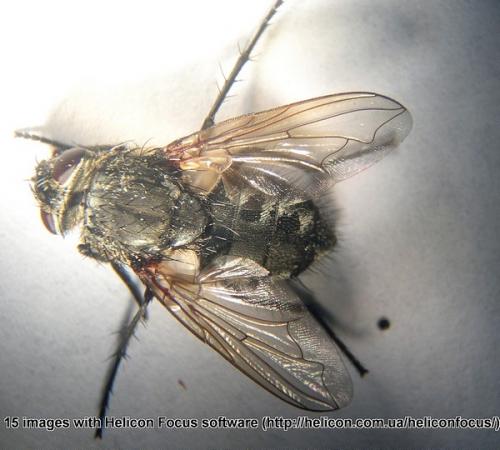 Pollenia sp.