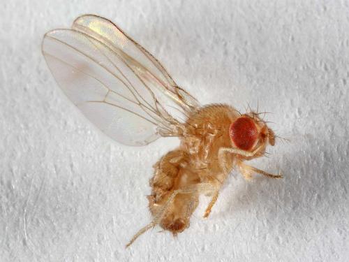Réf. 7 212 : Scaptodrosophila deflexa