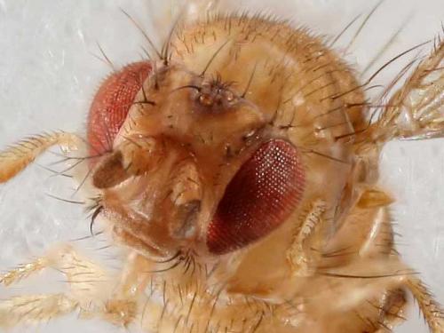 Réf. 7 214 : Scaptodrosophila deflexa