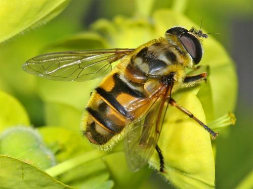 Réf. 7 801 : Myathropa florea