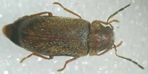 Ernobius abietis
