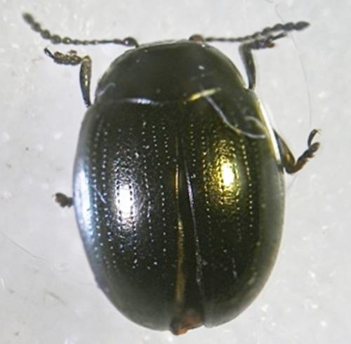 Réf. 7 663 : Phaedon cochleariae