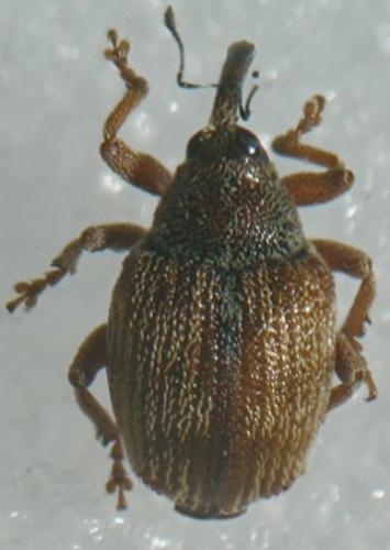 Coeliodes sp.
