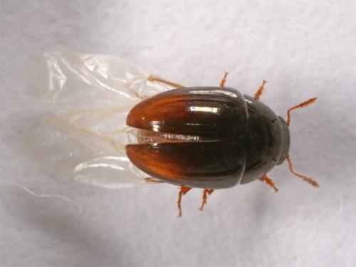 Réf. 7 300 : Olibrus sp.