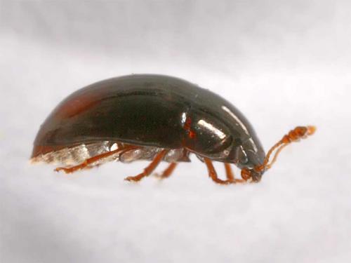Réf. 7 301 : Olibrus sp.