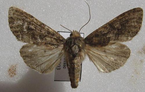 Mamestra brassicae