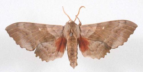 Laothoe populi