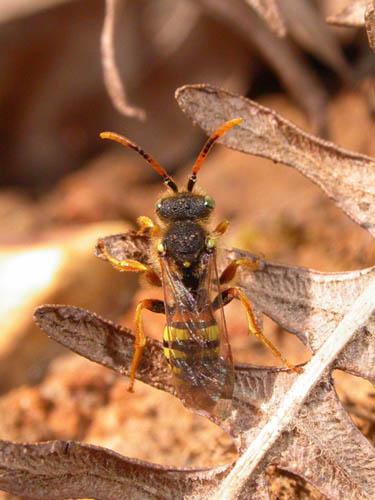Réf. 7 809 : Nomada fucata