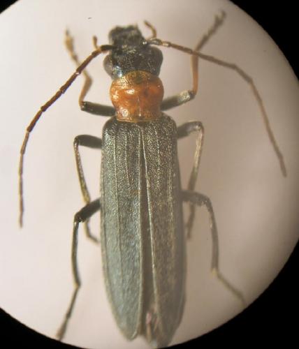 Oedemera croceicollis