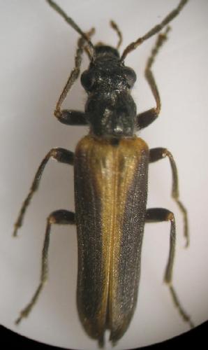 Réf. 7 170 : Anogcodes rufiventris